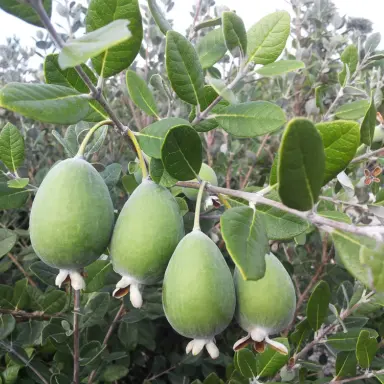 Feijoa