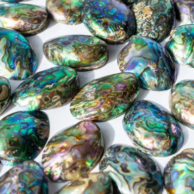 Paua Abalone